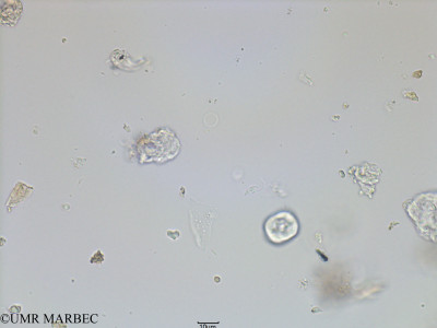 phyto/French_Polynesia/Mangareva/ECOPE Janvier 2017/Teleaulax amphioxeia (C1M_S1R1_Flagellé sp8-1).tif(copy)_thumb.jpg